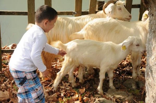Adak En Geç Ne Zaman Kesilmelidir?
