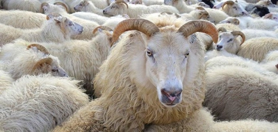 Adak Kurbanı Kaç Kişiye Dağıtılır?