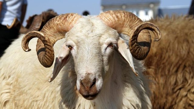 Kurban Bağışı Nedir ?