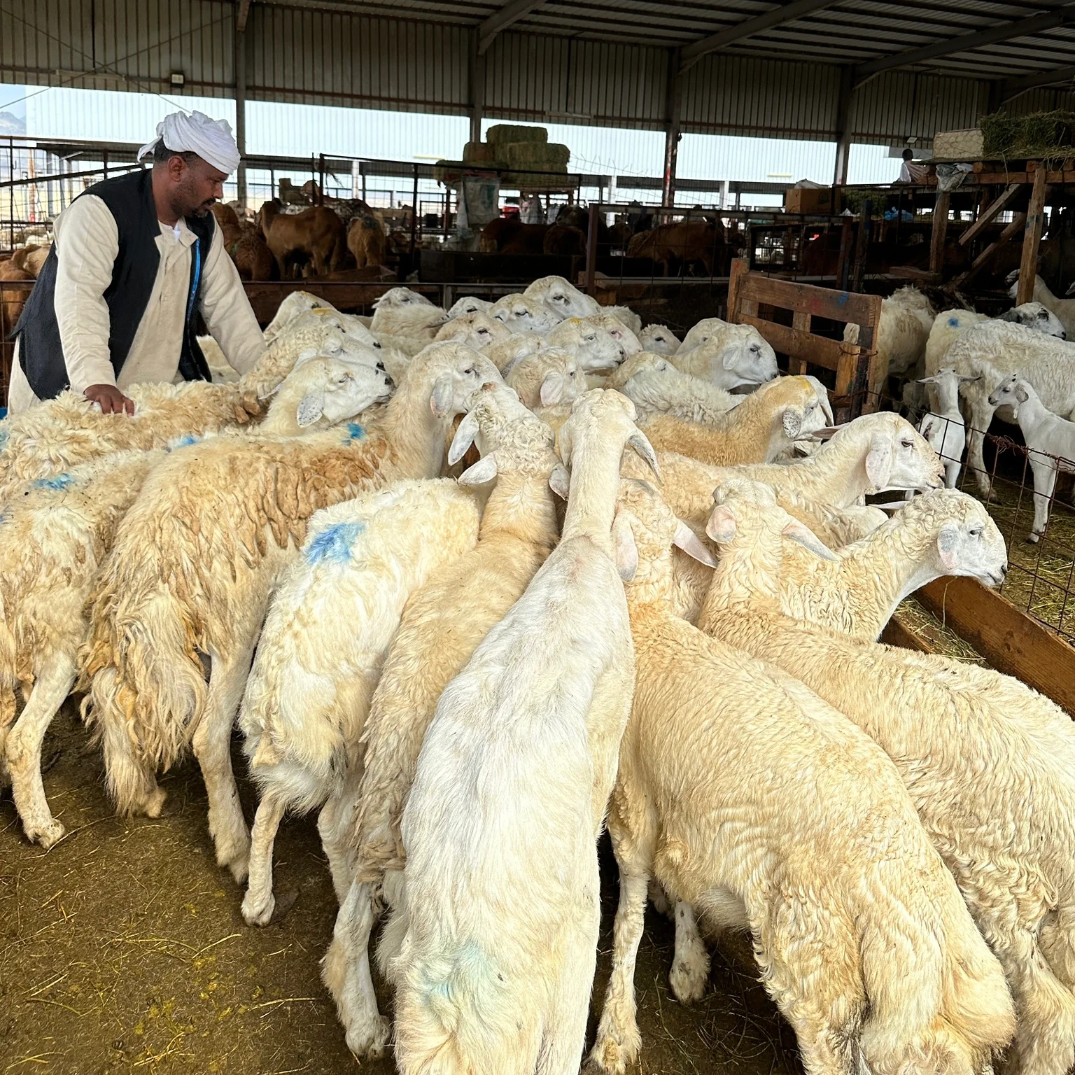 Kurban Bağışı Yapılacak Yerler