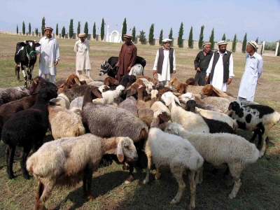 Kurban Bağışı Yapmanın Uygun Zamanları