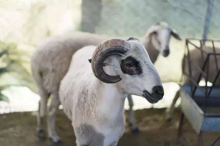 Kurban Nasıl Kesilir?