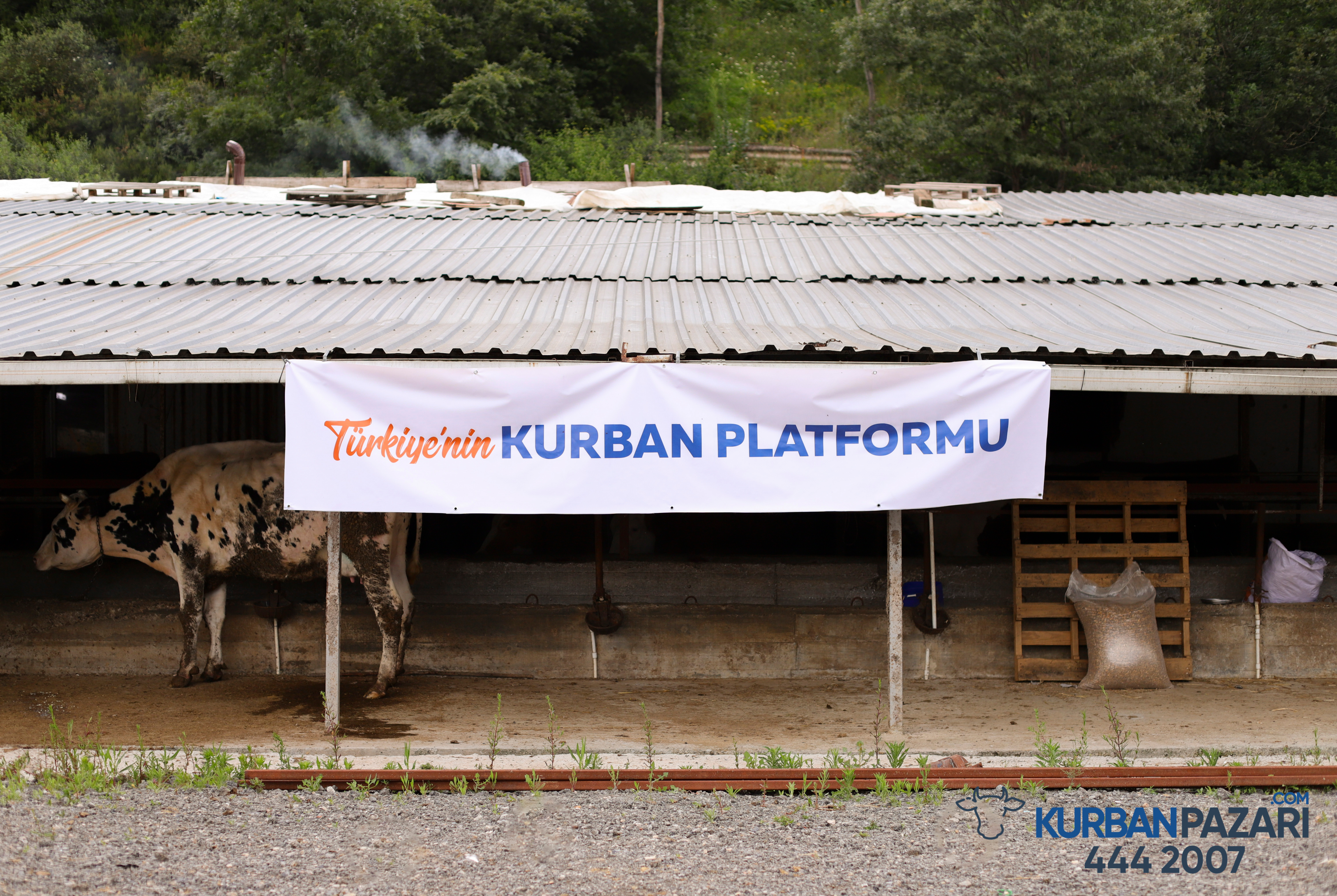 KURBAN ÇİFTLİĞİMİZDEN GÖRÜNTÜLER