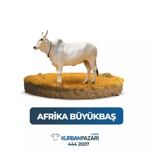 Büyükbaş Hisse Kurban