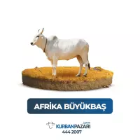 Büyükbaş Hisse Kurban