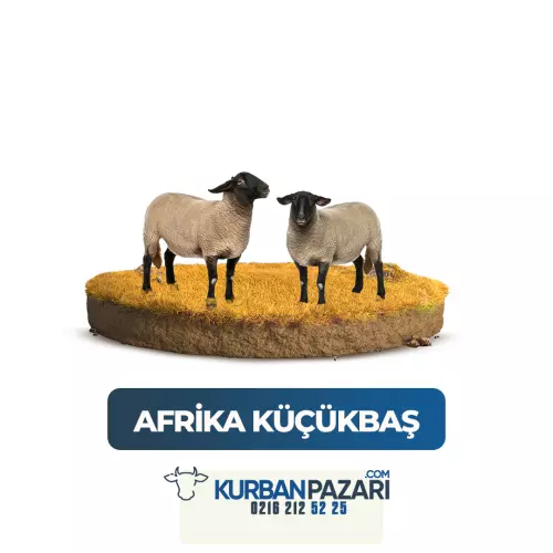 Afrika Koç Kurbanı