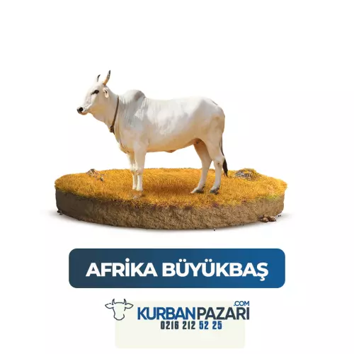 Büyükbaş Hisse Kurban