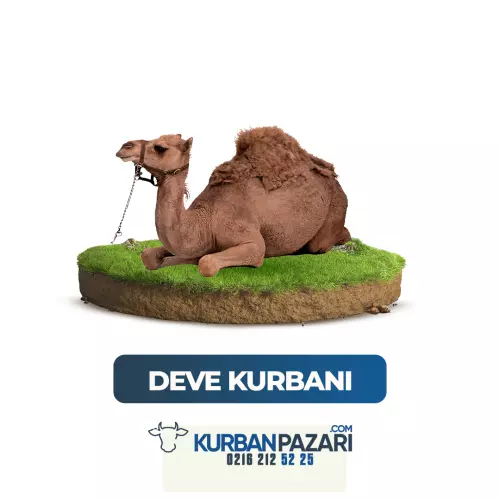 Deve Kurbanı