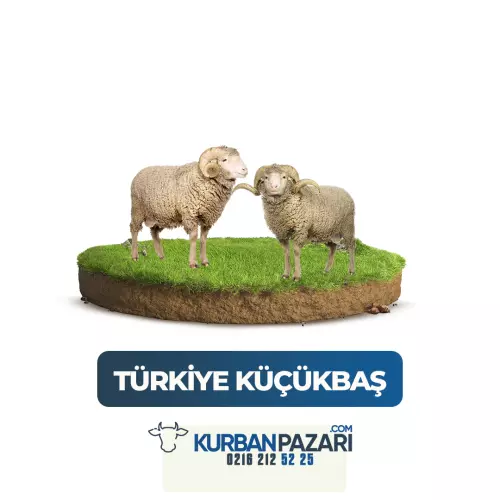 Türkiye Küçük baş Kurban
