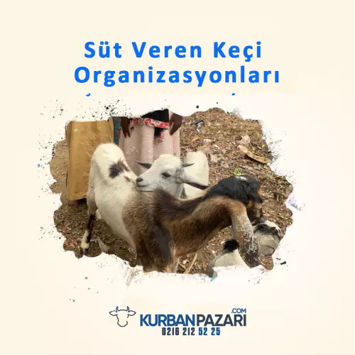 Süt Veren Keçi